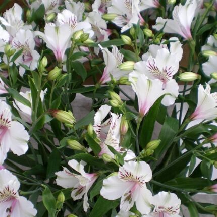 20100712094451 alstromeria 2 web