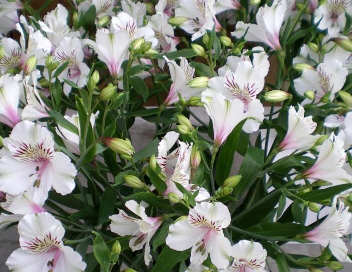 20100712094451 alstromeria 2 web