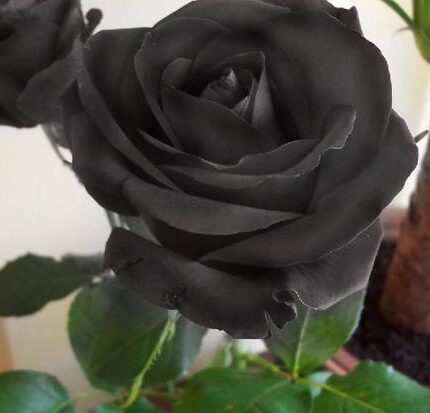 CAJA CON ROSA NEGRA  liofilizada, duracion 3 años +