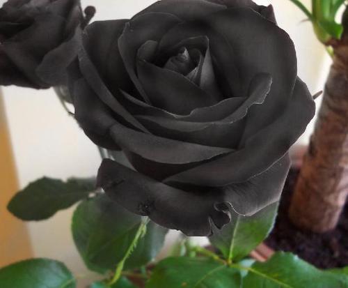 20100715185949-rosa-negra-liofilizada-web.jpg CAJA CON ROSA NEGRA liofilizada, duracion 3 años + - Imagen 1