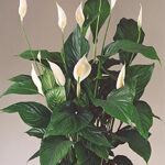 PLANTA DE SPATIFILIUM