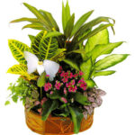 CESTA PLANTAS MIXTAS