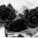 RAMO 3 ROSAS ETERNAS LIOFILIZADAS NEGRAS