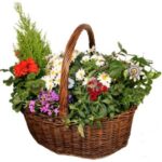 BASKET OF GARDEN PLANTS