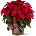 SINGLE BIG POINSETTIA ON A BASKET