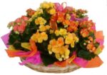 CESTA DE BEGONIAS