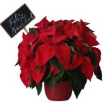 PONSETTIA - CHRISTMAS STAR PLANT