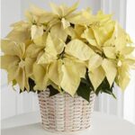 WHITE POINSETTIA PLANT