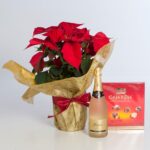POINSETTIA PLANT, SPARKLING WINE AND CHOCOLATES