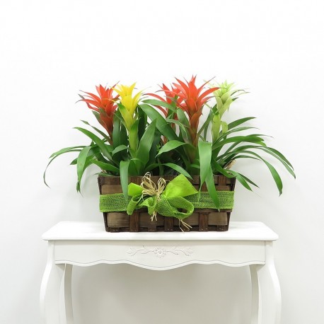 20191125183945-cesta-de-bromelias-web.jpg CESTO DE GUZMANIAS VARIADAS - Imagen 1