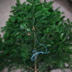 RAMAS DE ABETO FRESCO