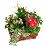 CESTA DE PLANTAS VARIADAS