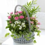 CESTA PLANTAS DE INTERIOR