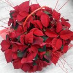 CESTA FLORES DE PASCUA