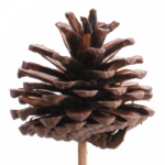 EXTRA DECO PICK PINE-CONES