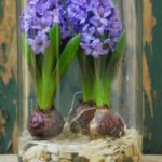 HYACINTHUS IN GLASS VASE