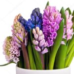 HYACINTUS BOUQUET ON A CERAMIC VASE