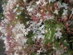 PLANTA DE JAZMIN