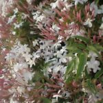 JASMIN PLANT