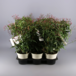 PLANTA DE JAZMIN - Imagen 2