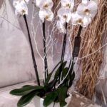 COMPOSICIÓN DE ORQUIDEAS BLANCAS