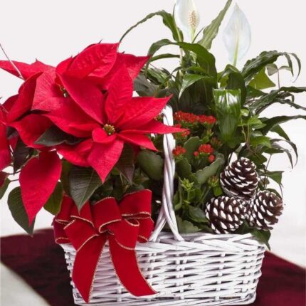 CESTA PASCUAS Y PLANTAS INTERIOR