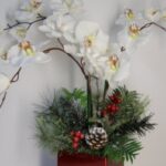 CHIRISTMAS PHALAENOPSIS ORCHID