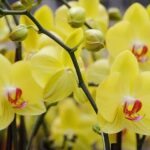YELLOW PHALAENOPSIS ORCHID