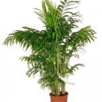 PALMERA  CHAMAEDOREA