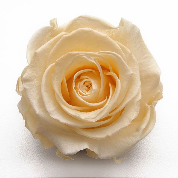 20220527112905-rosa-champagne-preservada-web.png ROSA ETERNA CHAMPAGNE EN CAJA - Imagen 1