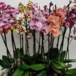 ORQUIDEA PHALAENOPSIS DOS VARAS COLOR