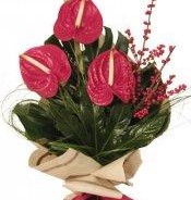 20221208145623-be26e5c494c985462b2e12d139a69ee4-web.jpg BOUQUET DE FLORES DE ANTURIO ROJO - Imagen 1