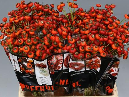 20221213180636-agavanzos-web.png EXTRA DECO MANOJO DE FRUTOS ROJOS - Imagen 1