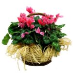 CYCLAMEN BASKET