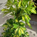 PLANTA DE INTERIOR MEDIANA - SHEFFLERA