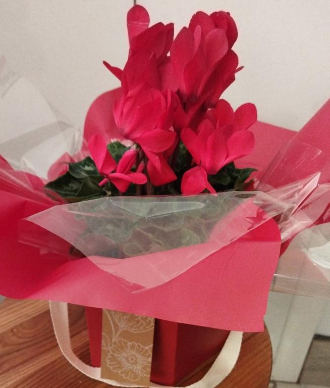 20230110172130-caja-ciclamen-web.jpeg CICLAMEN ROJO EN CAJA DECORATIVA - Imagen 1