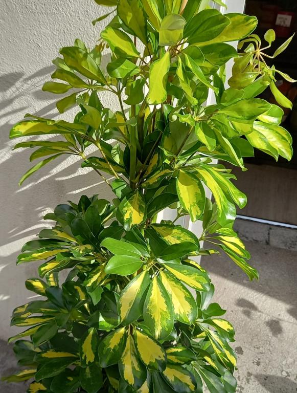 20230128190802-shefflera-110-web.jpeg PLANTA VERDE DE INTERIOR - Imagen 1