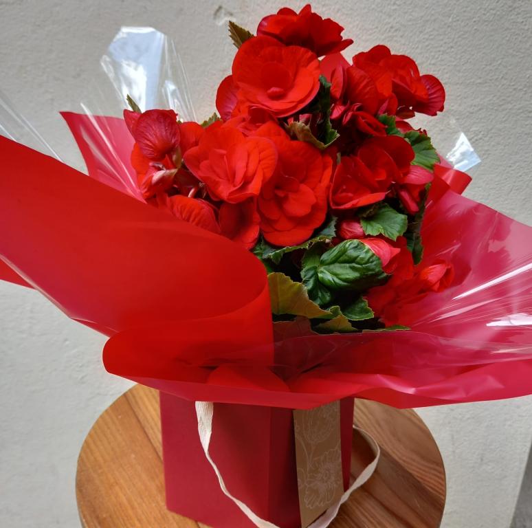 20230602134800-begonia-roja-en-caja-web.jpeg CAJA DECORATIVA CON BEGONIA - Imagen 1