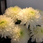 WHITE CHRYSANTHEMUM MAGNUM BUNCH