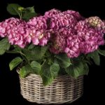 GRAN CESTA DE HORTENSIAS