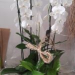 WHITE ORCHID BASKET