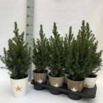 ABETO DE NAVIDAD NATURAL