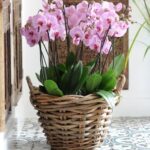 ORCHID BASKET