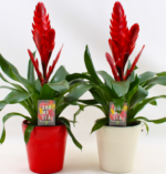 PLANTA DE VRIESEA Y MACETERO DECORATIVO