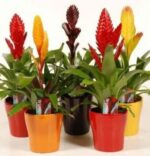 PLANTA DE VRIESEA Y MACETERO DECORATIVO - Imagen 2