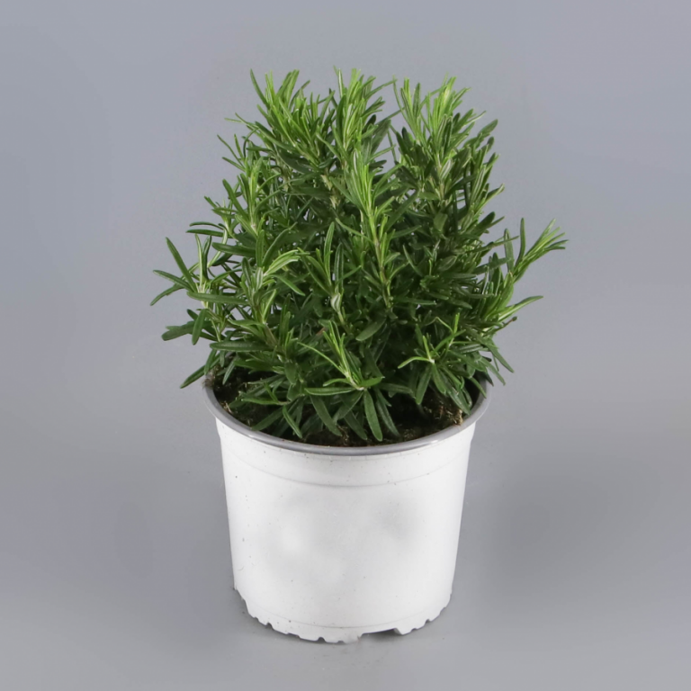 20240829183230-romero-grande-web.png PLANTA DE ROMERO 60X30 CMS - Imagen 1