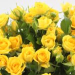 RAMILLETE 5 ROSAS  SILVESTRES AMARILLAS