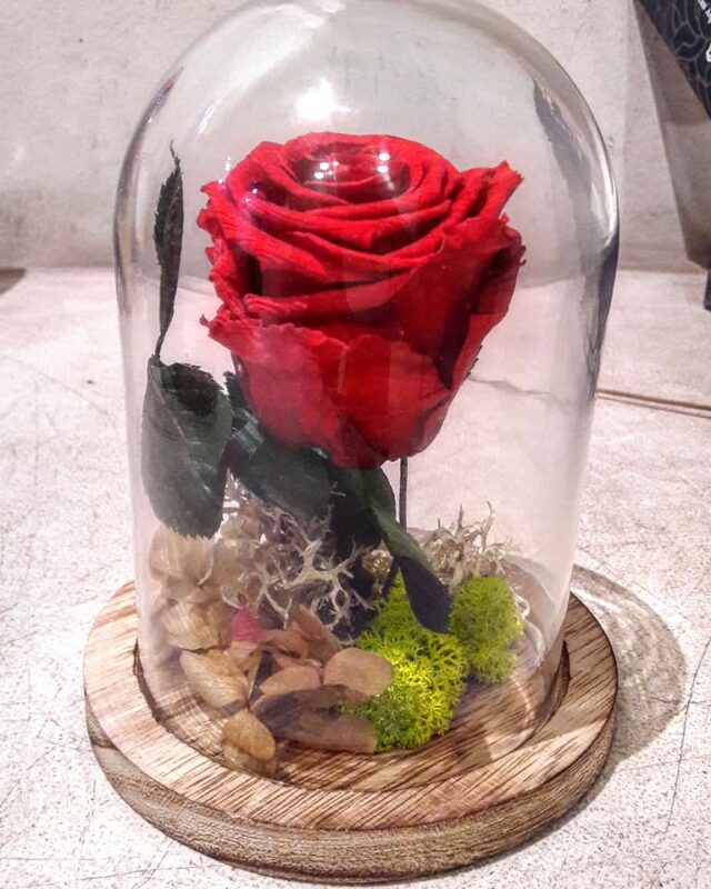 45469932 2590350250975461 4217734373744574464 n (1)