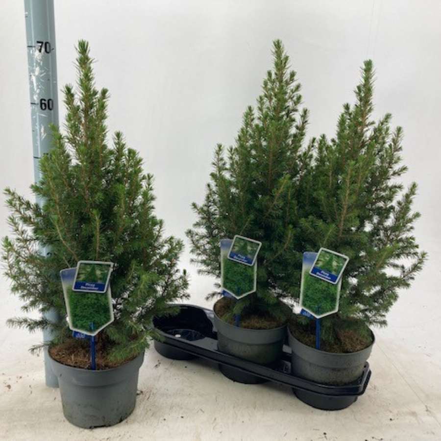 ABETO 653 NATURAL CHRISTMAS TREE - Image 1