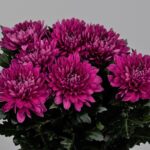 BOUQUET OF ANASTASIAS